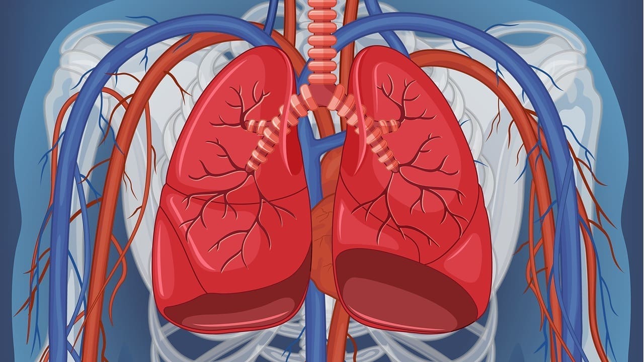 Blood Vessels in the Lungs Labeled: 7 Key Facts on Pulmonary & Lymphatic Labeling 1 Blood Vessels in the Lungs Labeled: 7 Key Facts on Pulmonary & Lymphatic Labeling