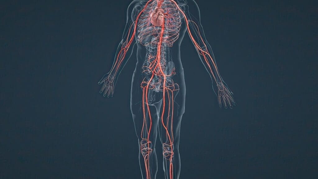 Blood Vessels in the Human 