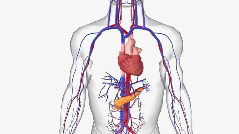 Pulmonary Circulation Flow Chart: 7 Key Differences Between Pulmonary and Systemic Circuits