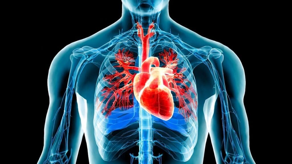 Veins and Arteries Structural