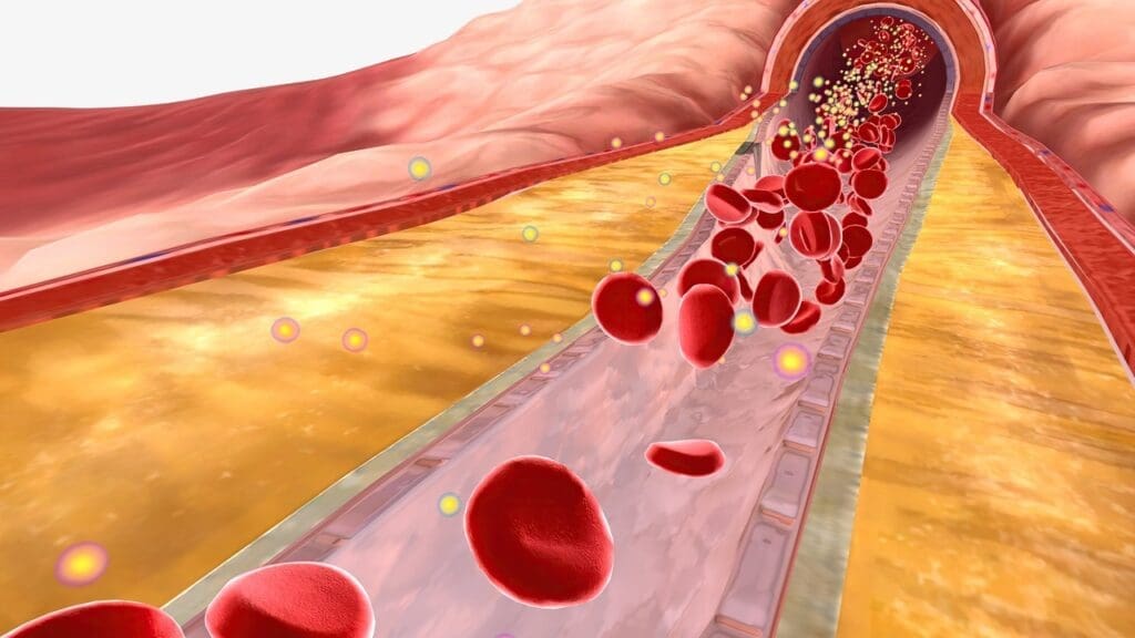 Fundamentals of Blood Vessel Anatomy