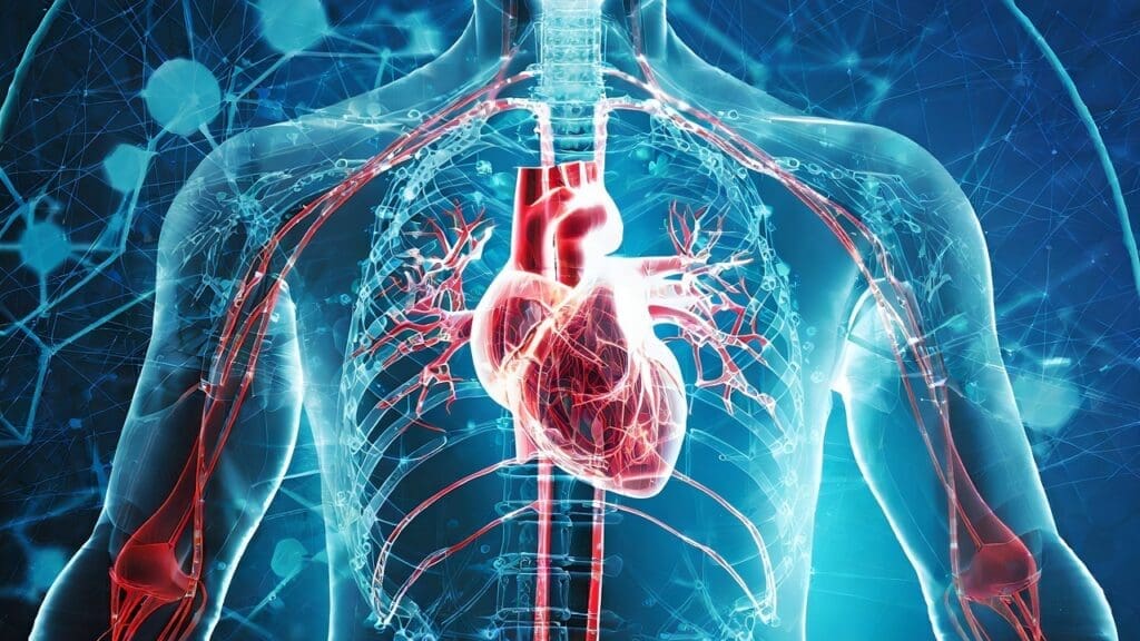 Cardiovascular System Cardiovascular System
