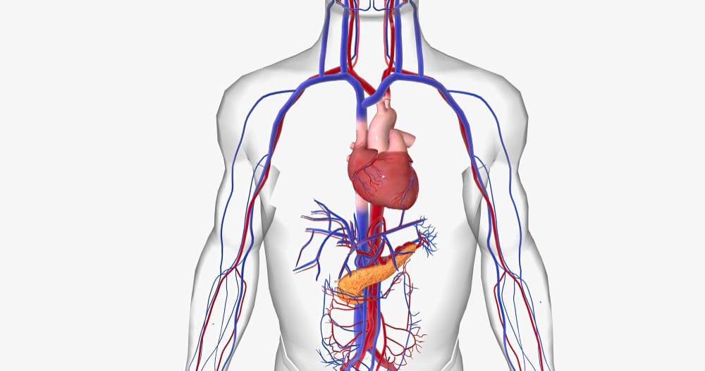 cardiovascular system