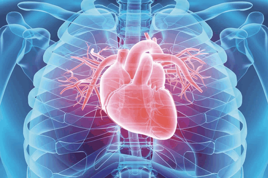 Biggest Artery in the Body: 5 Key Facts