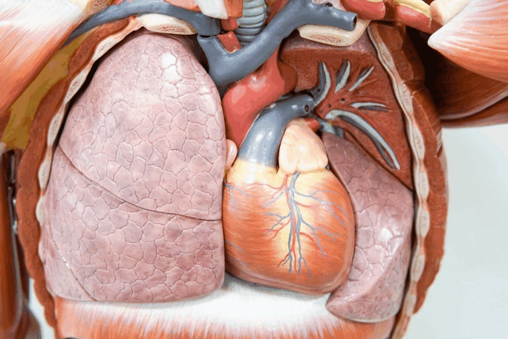 Aortic Valve: 5 Vital Facts for Strong Heart 1 Aortic Valve Valve: Anatomy and Function Explained