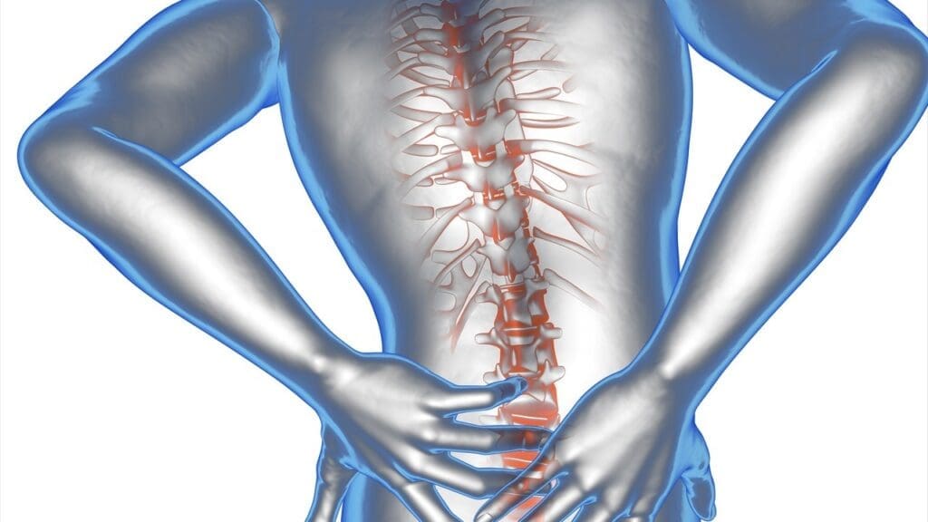 spinal disc anatomy spinal disc anatomy