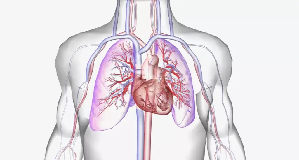 A detailed anatomical illustration of the heart-lung interaction, showcasing the physiological connection between the cardiovascular and respiratory systems. In the foreground, a cross-sectional view of the heart and lungs, with the atria and ventricles, pulmonary arteries and veins, and alveoli clearly visible. The middle ground features intricate vascular and airway networks, highlighting the exchange of gases between the blood and the lungs. The background depicts a softly blurred, ethereal landscape, evoking a sense of the delicate balance and harmony within the cardiopulmonary system. The overall scene is rendered in a crisp, technical style, with a cool, clinical color palette and precise, high-resolution details, suitable for a medical reference illustration. A detailed anatomical illustration of the heart-lung interaction, showcasing the physiological connection between the cardiovascular and respiratory systems. In the foreground, a cross-sectional view of the heart and lungs, with the atria and ventricles, pulmonary arteries and veins, and alveoli clearly visible. The middle ground features intricate vascular and airway networks, highlighting the exchange of gases between the blood and the lungs. The background depicts a softly blurred, ethereal landscape, evoking a sense of the delicate balance and harmony within the cardiopulmonary system. The overall scene is rendered in a crisp, technical style, with a cool, clinical color palette and precise, high-resolution details, suitable for a medical reference illustration.