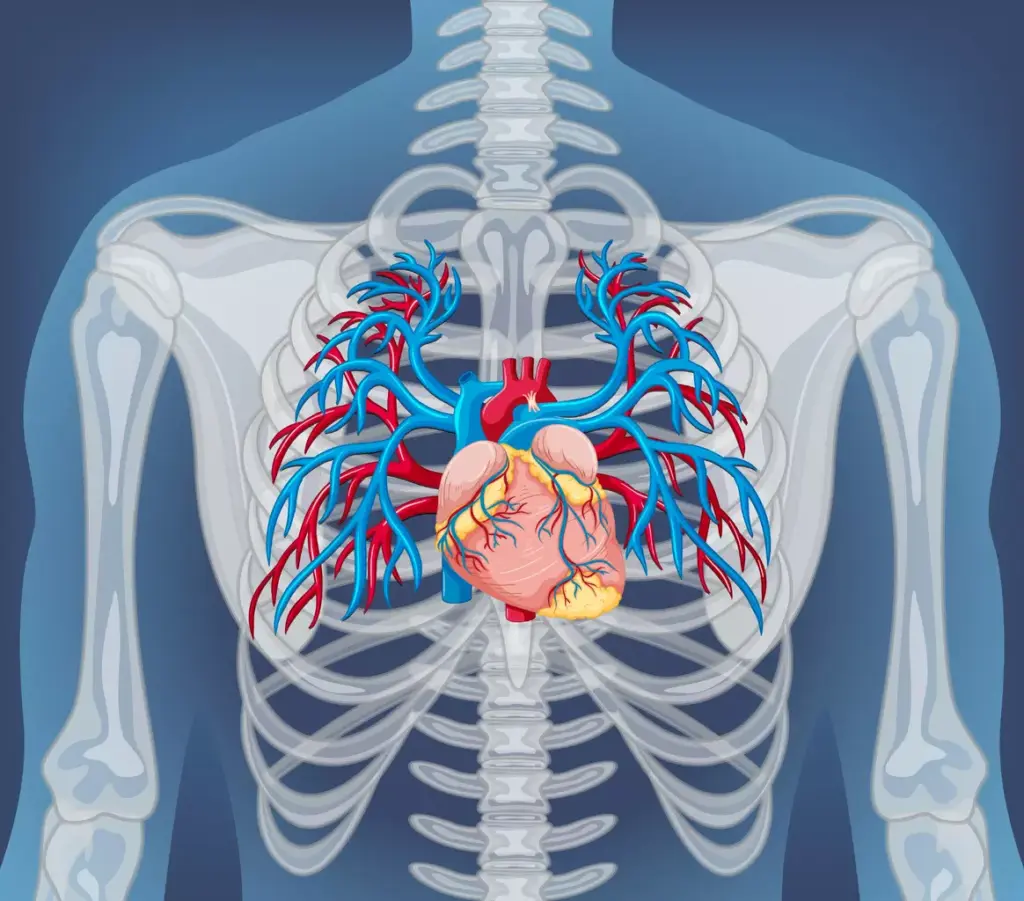 Aortic Root and Its Function Aortic Root and Its Function