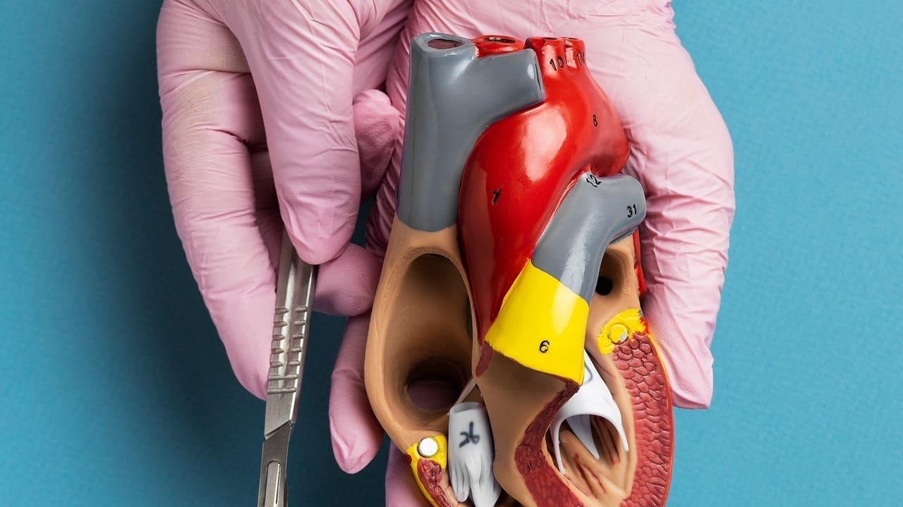 What Is a Mildly Enlarged Ascending Aorta and Should You Be Worried? 1 mildly enlarged ascending aorta LIV Hospital