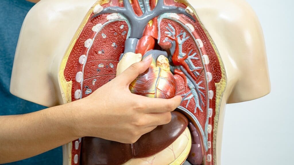 thoracic aorta anatomy