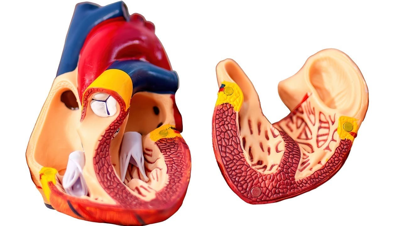 ascending aorta LIV Hospital