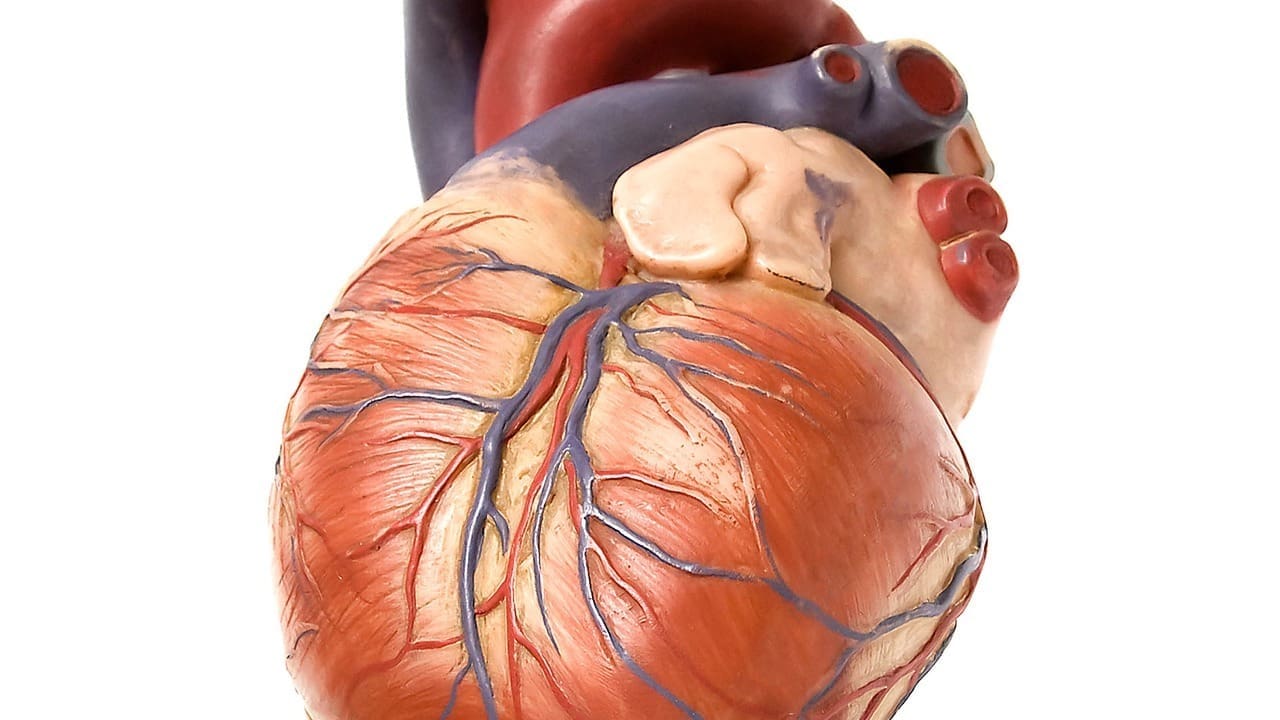 are heart murmurs hereditary LIV Hospital