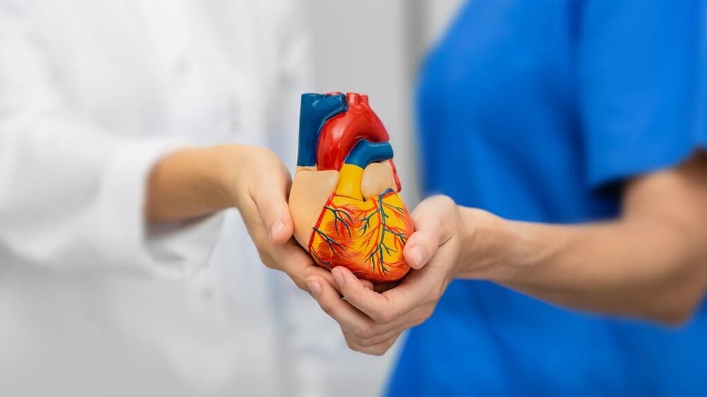 aortic valve anatomy aortic valve anatomy