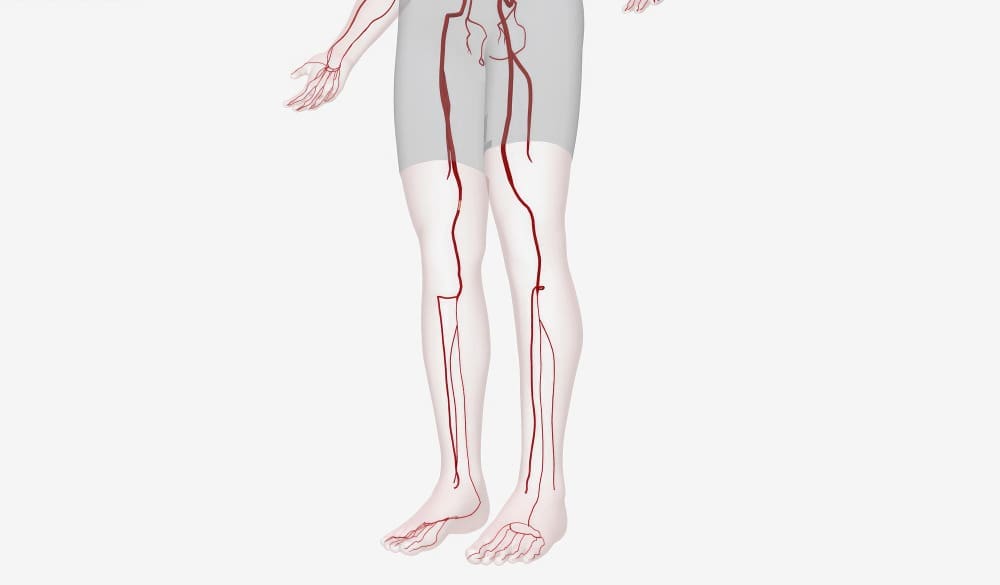 arteries behind the knee