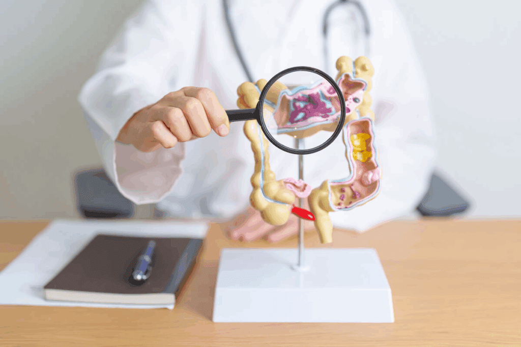 How Long Is Your Large Intestine? Explained