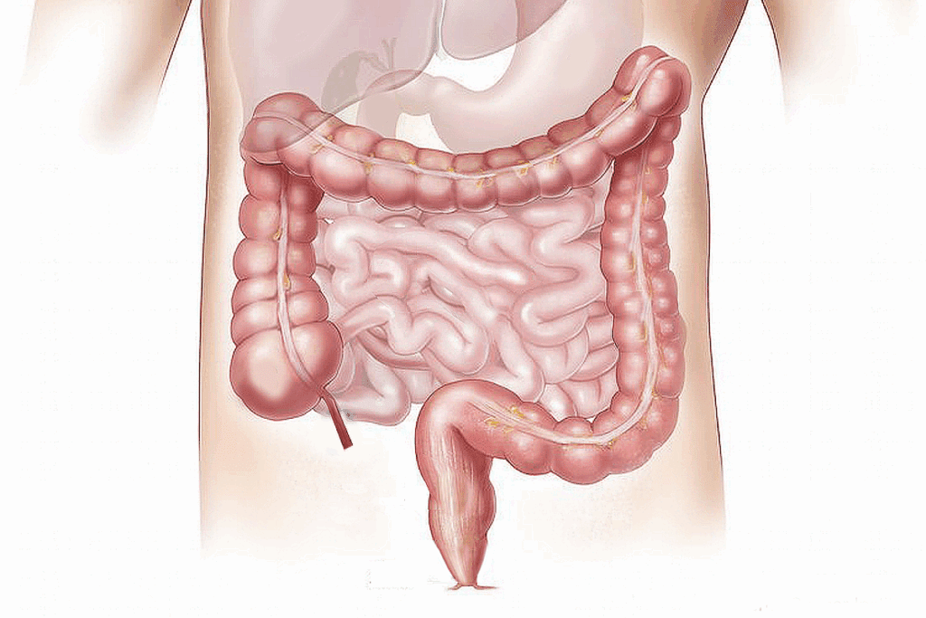 Diagram of Large Bowel: 7 Key Parts Explained