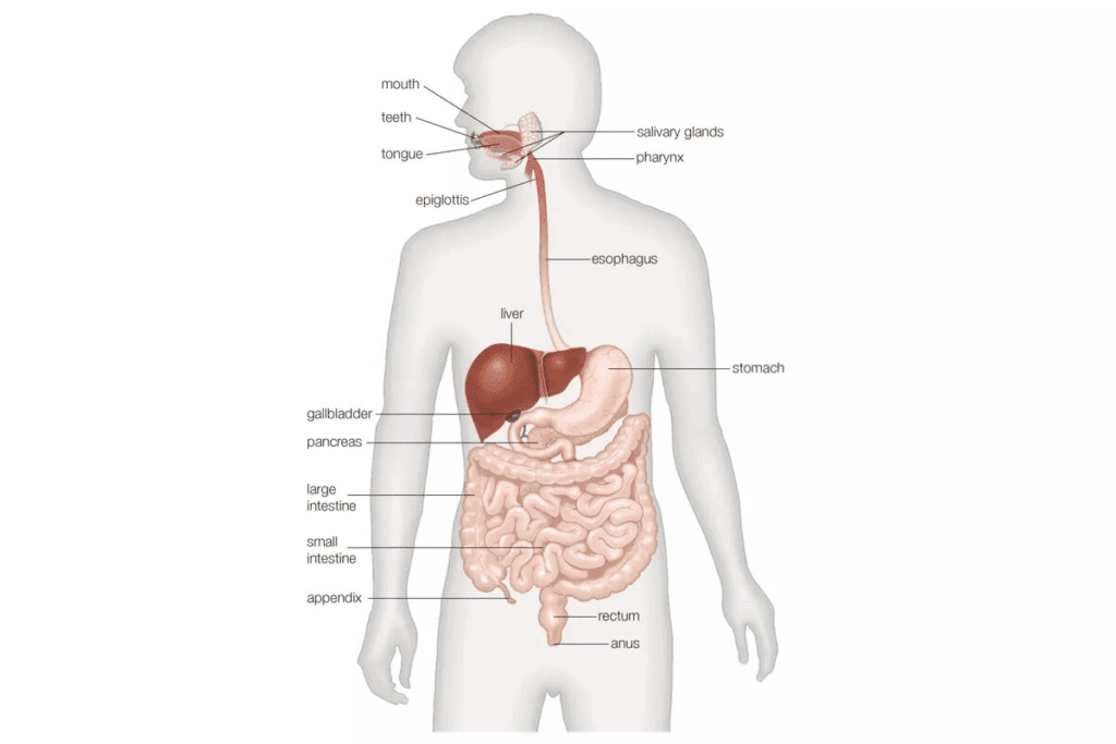How Big Is Your Large Intestine? Key Facts 2 How Big Is Your Large Intestine? Key Facts