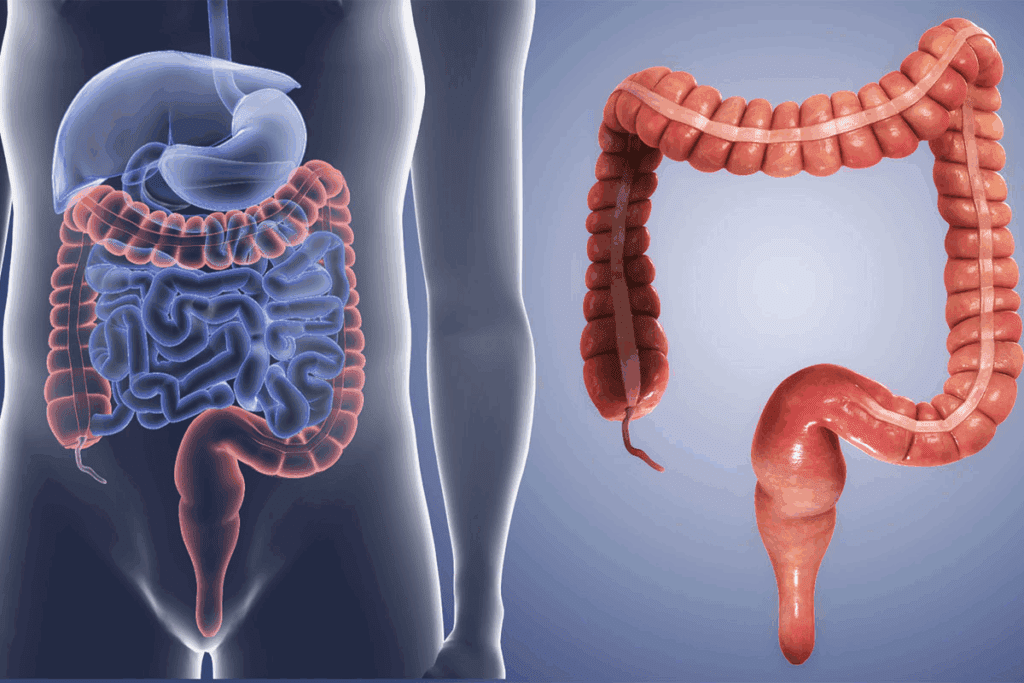 Descending Colon: Location and Key Functions