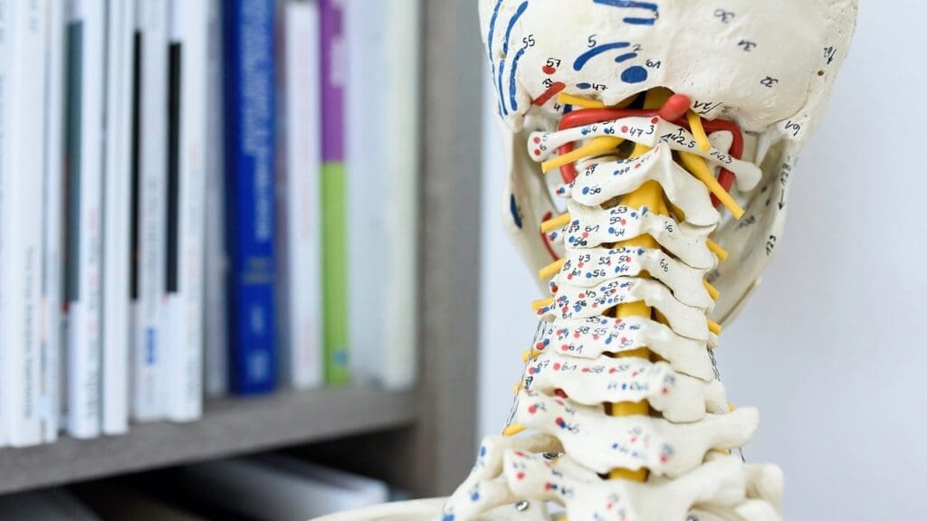 Spinal Cord Injury Levels