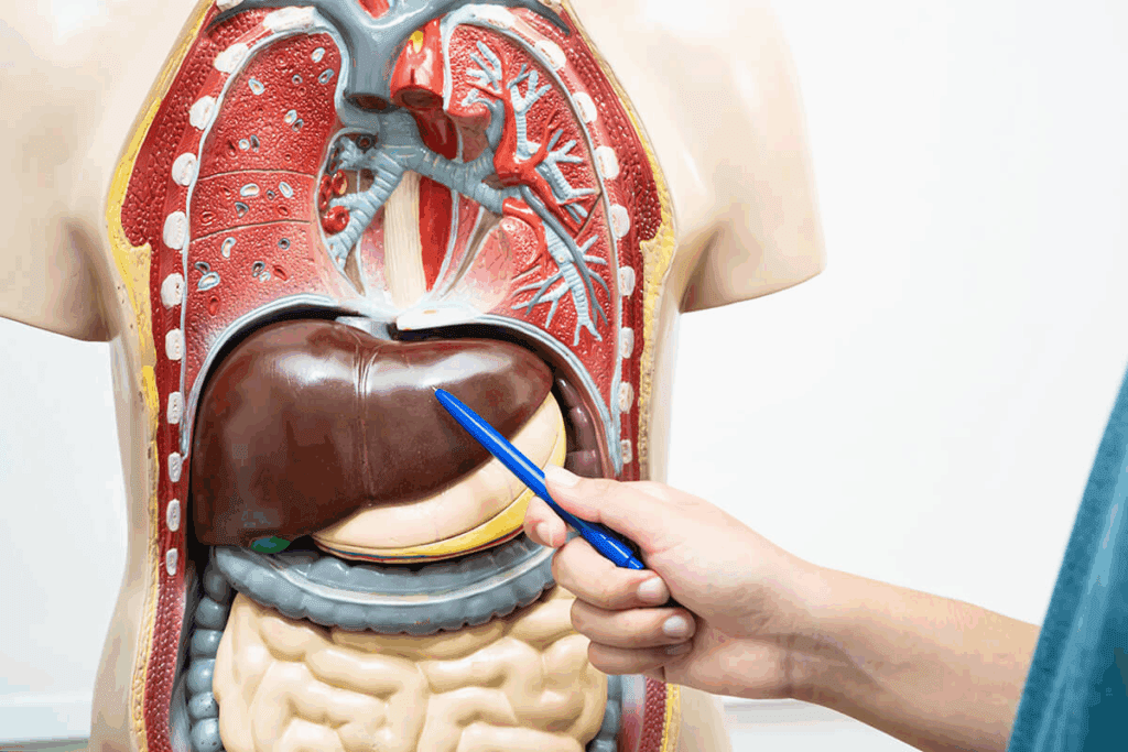 Liver Drainage Bag: 10 Essential Safety Facts