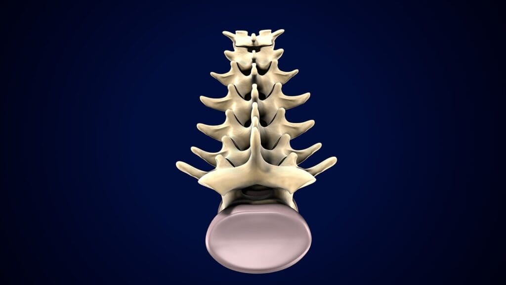 c3 and c4 vertebrae c3 and c4 vertebrae