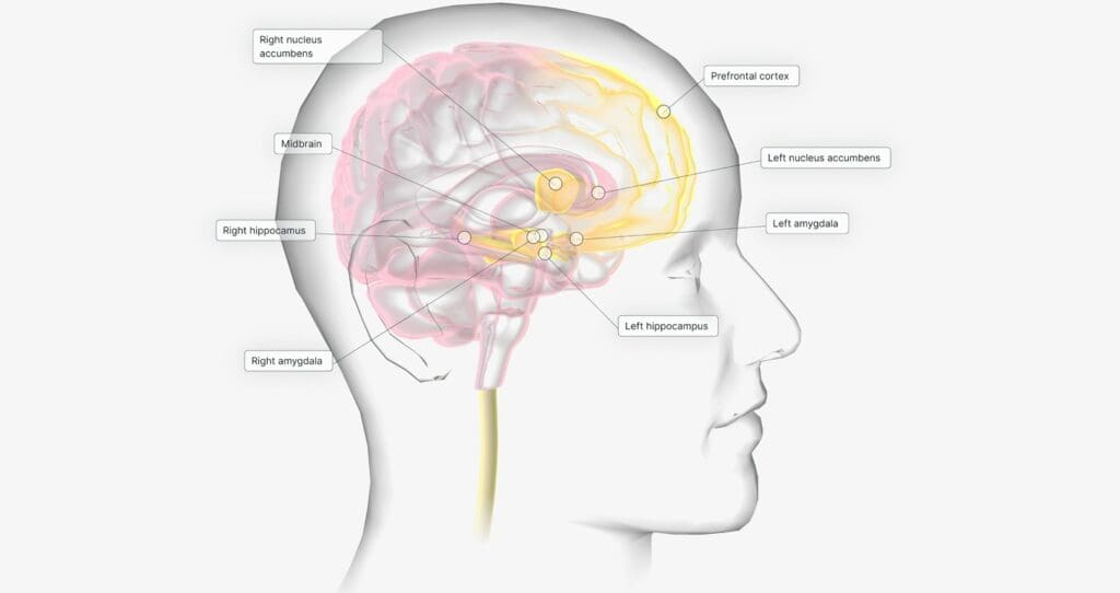 head anatomy head anatomy