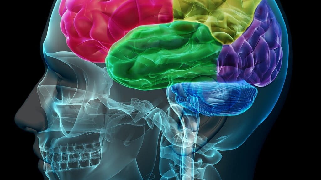 brain activity in coma