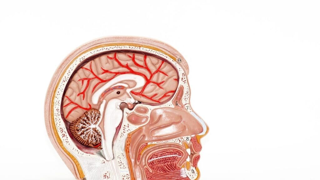 brain swelling illustration brain swelling illustration