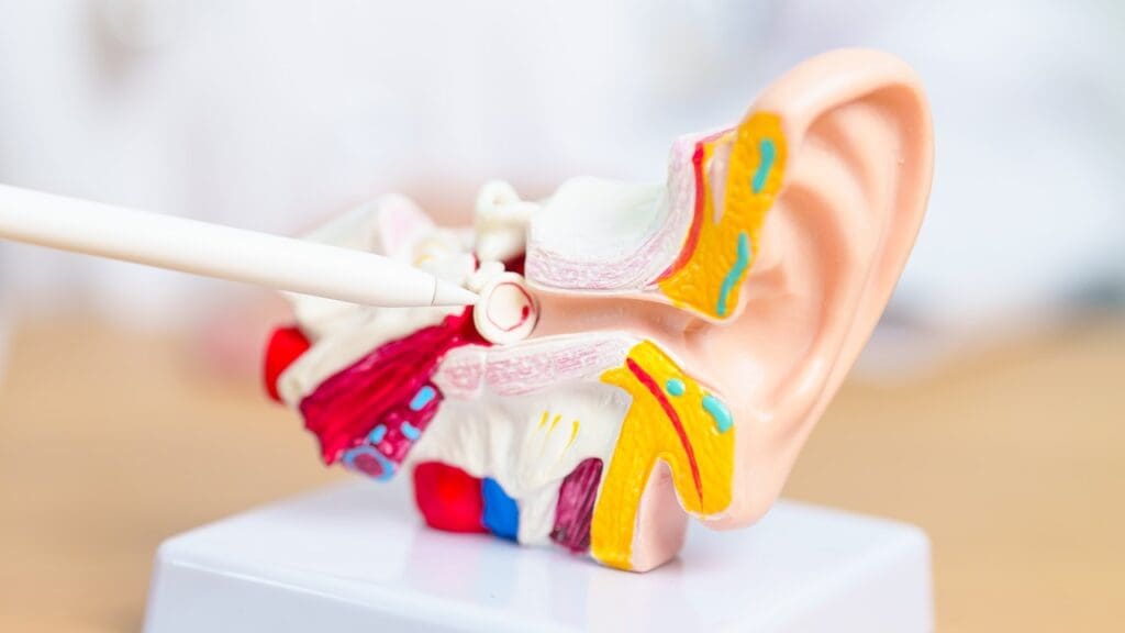 anatomy of the acoustic nerve