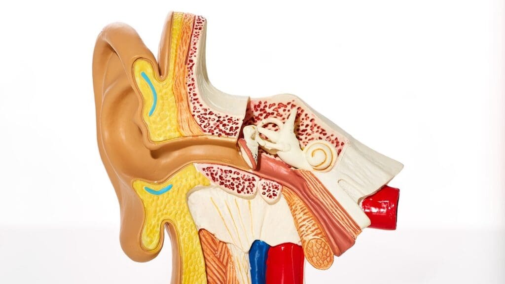 Vestibular Schwannoma Facts