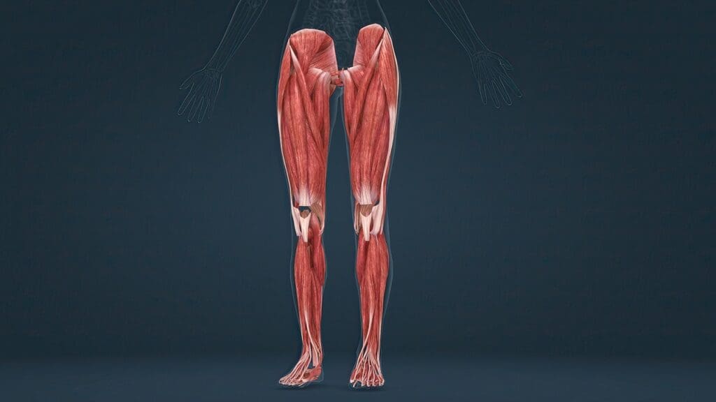 Understanding Posterior Thigh Pain