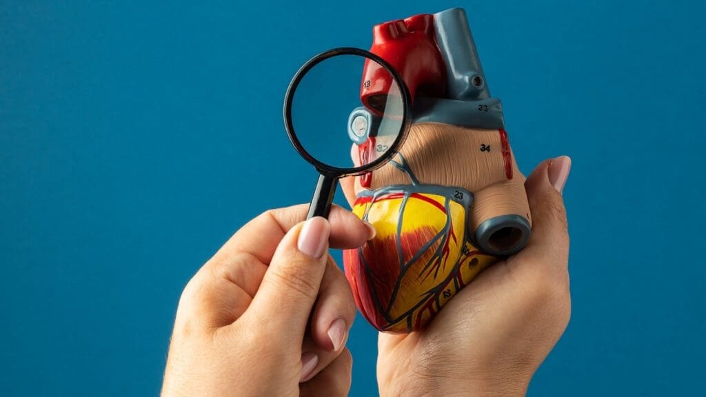 heart valve function