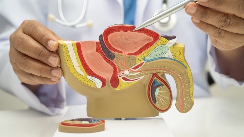 prostate anatomy prostate anatomy