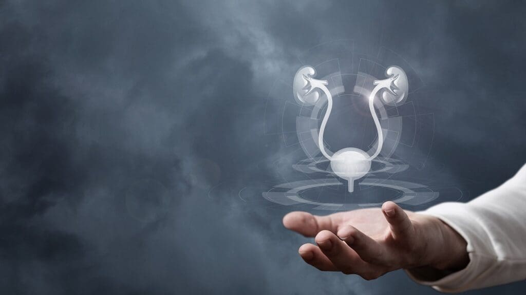 What Is the Prostate in Men What Is the Prostate in Men