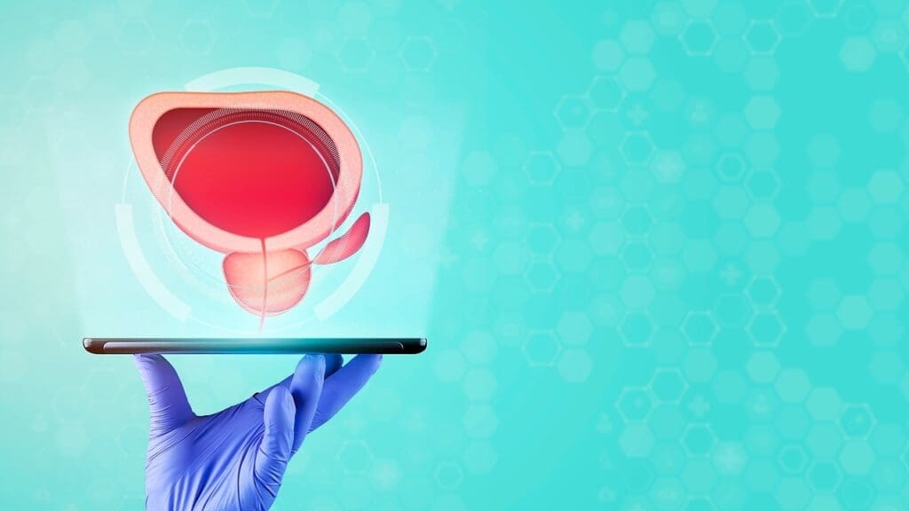 What Is the Prostate in Men What Is the Prostate in Men