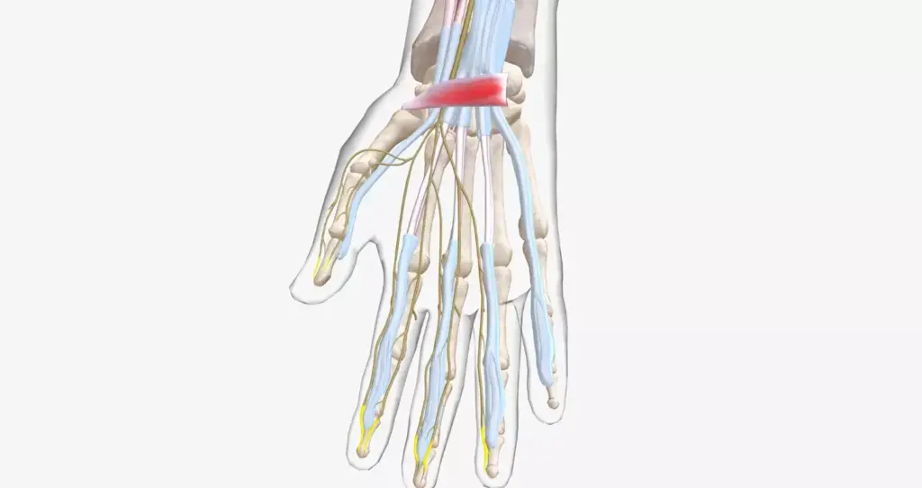 A detailed medical illustration showcasing the anatomy and mechanics of carpal tunnel syndrome. The foreground depicts the wrist and palm, highlighting the median nerve passing through the carpal tunnel, surrounded by swollen flexor tendons compressing the nerve. The middle ground reveals cross-sectional views of the carpal tunnel, with the nerve and tendons in various states of inflammation and constriction. The background features technical diagrams and schematics, illustrating the biomechanics and physiological processes underlying this condition. The overall scene is rendered in a clean, technical style with muted colors and precise, anatomical accuracy, conveying a sense of clinical understanding and medical insight.