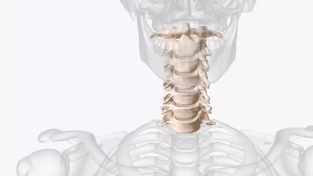 A detailed 3D medical illustration depicting the anatomy of a cervical spine fusion procedure. The foreground shows the vertebrae, intervertebral discs, and spinal cord in a cutaway view, highlighting the damaged or degenerative segments. The middle ground features surgical instruments and hardware used to stabilize the spine, such as screws, rods, and bone grafts. The background depicts the surrounding musculature and tissue in muted tones, providing context without distracting from the central focus. Rendered in a clean, technical style with crisp lighting and shadows to emphasize the structural components, conveying a sense of precision and medical functionality.
