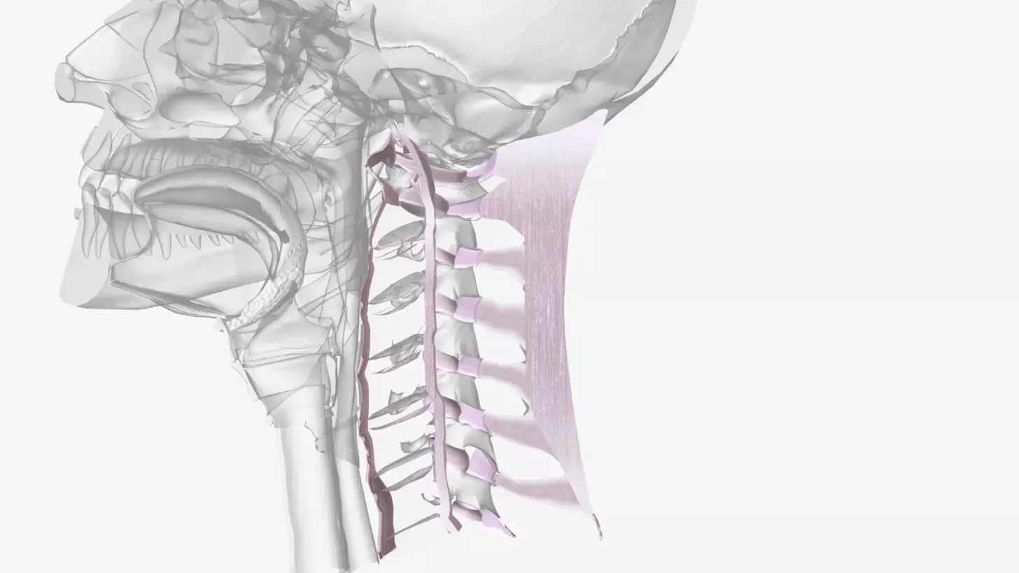 13 Key Facts About Anterior Cervical Spinal Fusion Surgery for Lasting Neck Relief