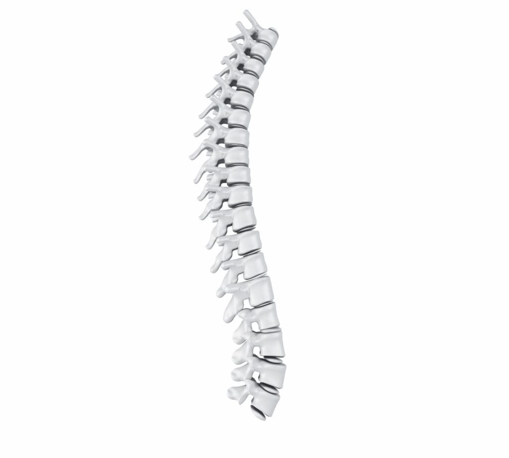 human spine