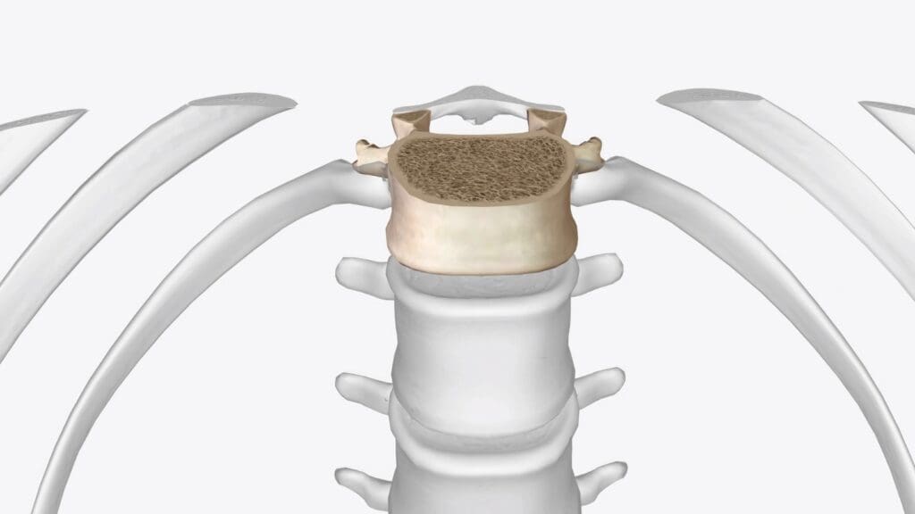 cross-sectional view of a human spinal column cross-sectional view of a human spinal column