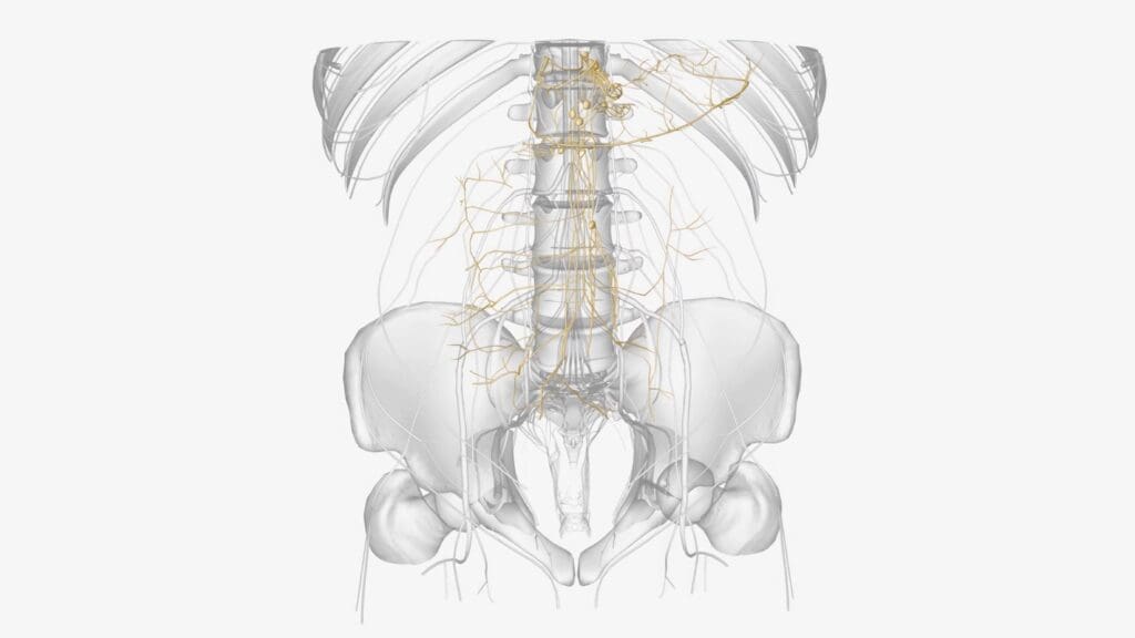 A detailed cross-section of a human spine
