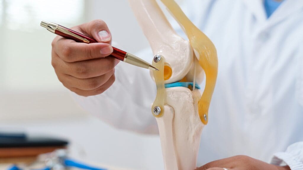 knee ligaments knee ligaments