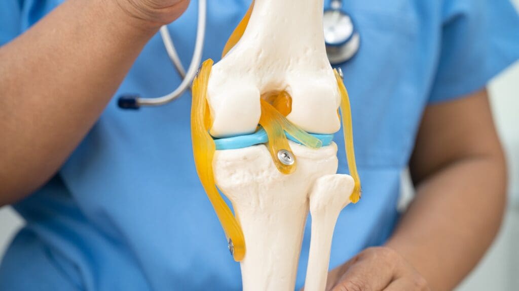 knee ligaments knee ligaments