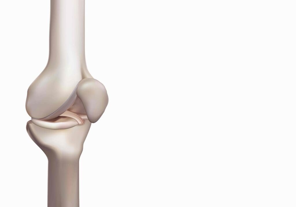 A detailed cross-section of a human knee joint