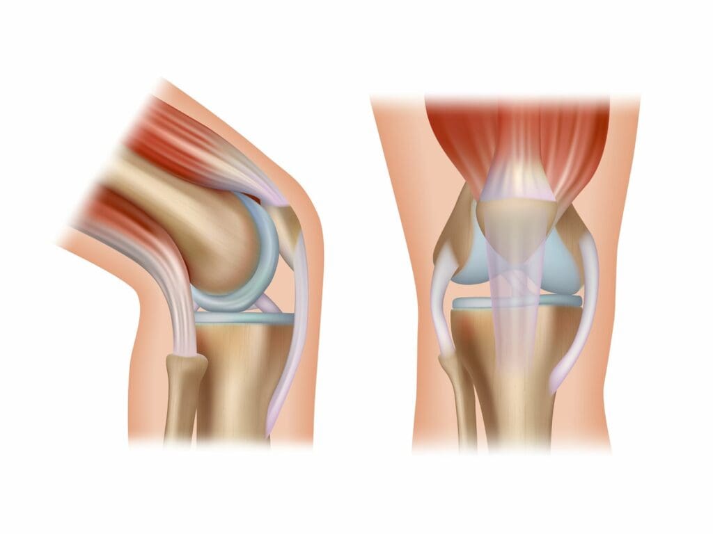 A high-resolution, anatomically accurate illustration of the medial compartment of the knee joint, shown in a detailed cross-sectional view A high-resolution, anatomically accurate illustration of the medial compartment of the knee joint, shown in a detailed cross-sectional view