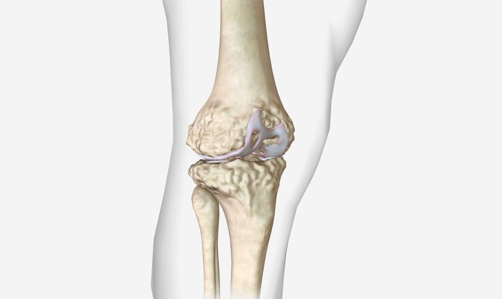 A detailed anatomical illustration of the knee joint
