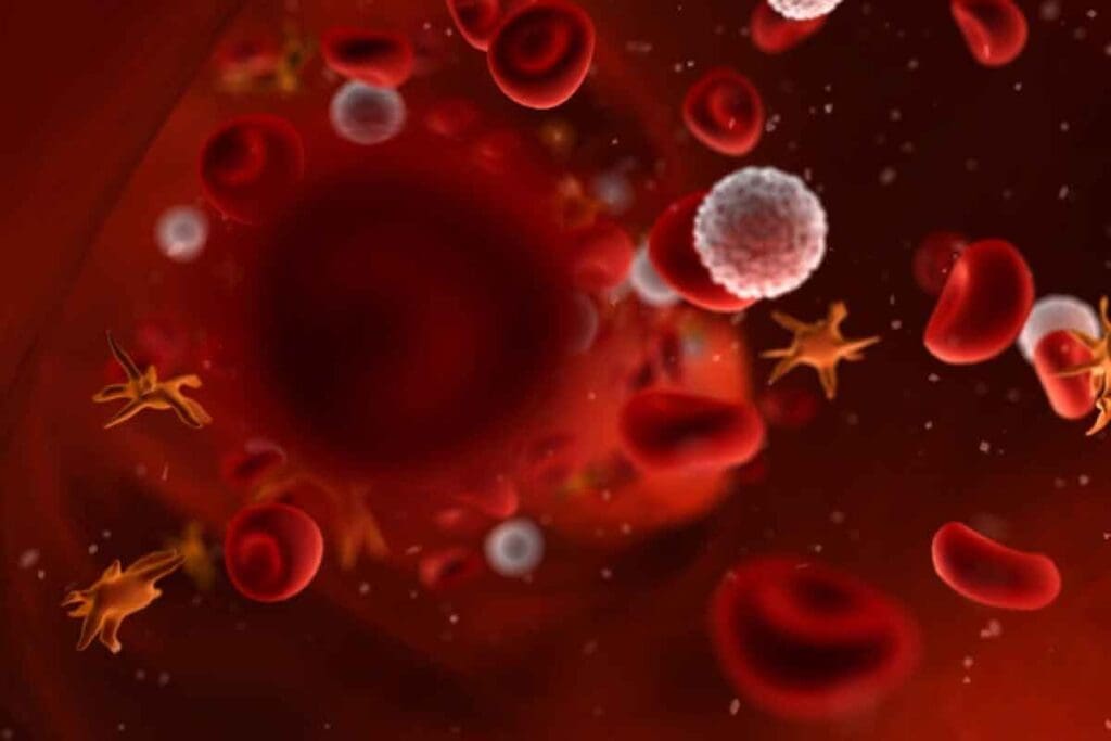 What Are the Functions of RBC? 3 Key Blood Cell Types and Their Vital Roles
