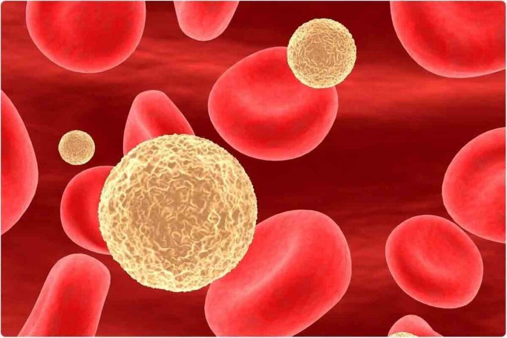 Lymphocytes Normal Value: 8 Key Facts About Normal Ranges, Percentages, and Danger Levels