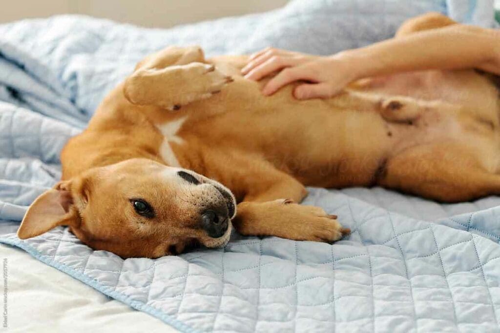 Can a PET Scan Miss Cancer? Explained