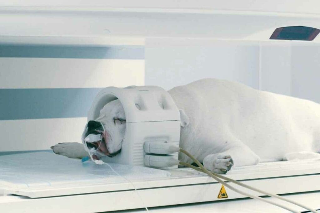 PET vs CT vs MRI: 7 Key Differences & Best Scan